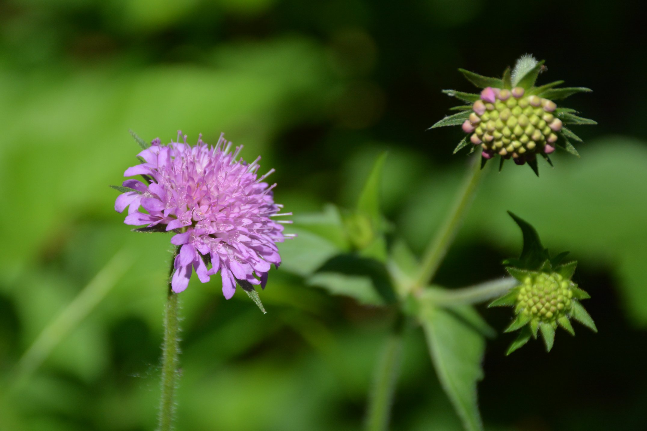 Knautia arverniensis?